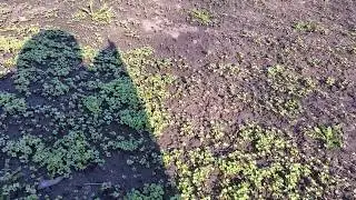 🌱Эксперимент с посевом горчицы.#2