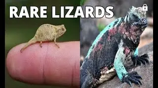 5 Most Rare And Unique Lizards | Rare Lizards | pets & animals point: