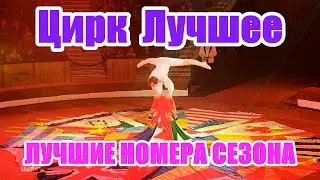 Цирковой Гимнаст | Лучшие цирковые номера сезона | Гомельский цирк 2023 | Цирковой сезон 2023 - 2024