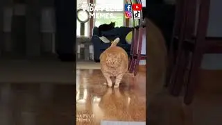 Gatinho gordinho