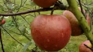 Apple Variety Winter King (Winston)