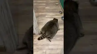Енот Тема ползает на животе