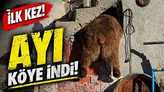 Kelkit’te gündüz vakti köye ayı indi