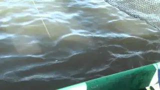 Жерех на 5 кг