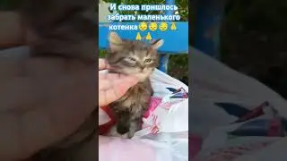 Очередной маленький блохастый котенок, которого я забрала😓 