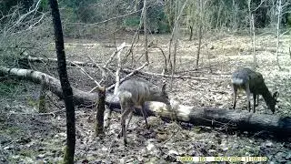 Косули