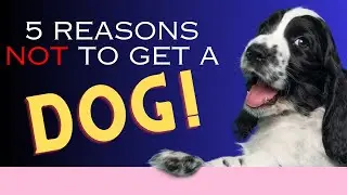 5 Reasons Not to Get a Dog- Dogs 101