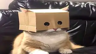 Cat Behaviours That Make No Sense | What can they do next ?
