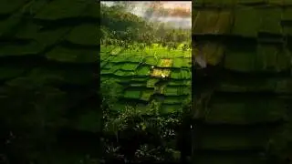 Рисовые террасы на Бали.
