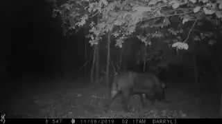 Boar hog