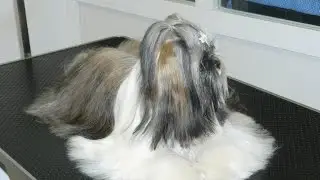 BAÑAR A UN SHIH TZU