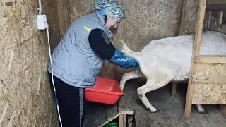 У МЕНЯ ШОК !ПОГИБЛИ ВСЕ!....ЛЕЗУ В КОЗУ РУКАМИ!