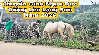 Transferring Cremello Seedlings to the Highlands of Lang Son | BẠCH MÃ TV