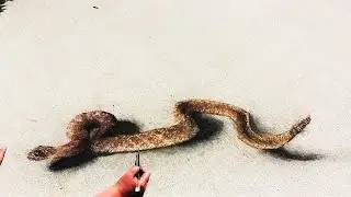 3D Rattlesnake Sidewalk Chalk Art Drawing - REALISM ILLUSION - Too close for comfort?