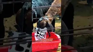 Shocking! Farmers are forced to muzzle animals—the reason will surprise you 😳