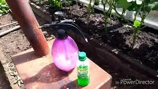 Баклажаны и паутинный клещ.