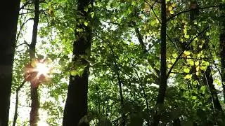 Peaceful Walk