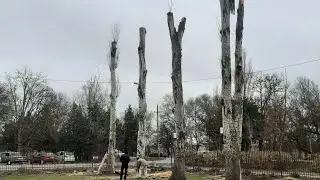 Спил огромных тополей | Cut down a huge poplar
