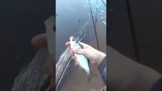 ПОПЛАВОК НА ЧЕРНОМ ОЗЕРЕ #рыбалка #поплавок