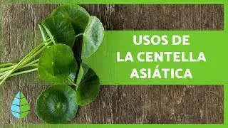 CENTELLA ASIÁTICA: Propiedades y Beneficios 🍀