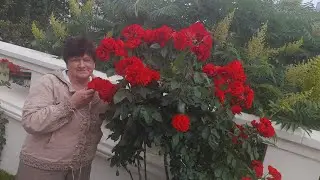 Обрізка троянд після першої хвилі цвітіння.