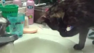 PEACHES WASHING HER PAWS