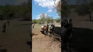 Хозяин подкрался