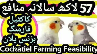 Cocktail Farming Business Plan. Cockatiel Farming. Cocktail Breeding Farm. Cocktail Farming in Urdu