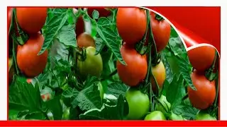 Everything You Need To Know About Growing Tomatoes 🛋️