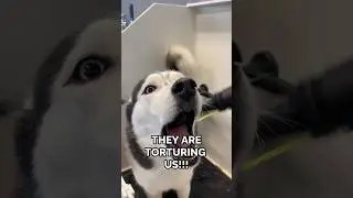 listen to how dramatic drying a husky is 