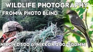 Wildlife Photography From A Photo Blind | Nikon D500 + Nikkor 200-500mm f/5.6