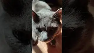 солнечный кот