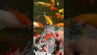 Hand Feeding My Koi and Goldfish #koi #koipondbuild #backyardkoipond