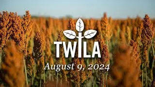 TWILA— August 9, 2024