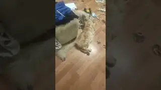 Коты Мейн-куны.