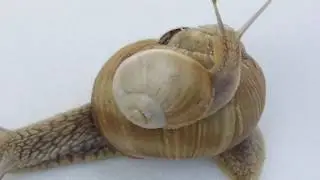 The Land Snail - Mother snail with baby 1