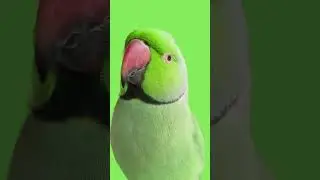 Parrot greenscreen video |Mian Mithu |Mobile greenscreen 