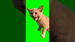 Green Screen Cat Meow | No Copyright | Green Screen Videos | Green Screen Free Download