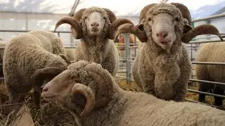 Lambs for fattening 30 days