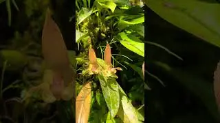 Необычная Орхидея