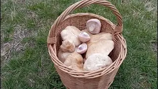 МАРТОВСКАЯ КОРЗИНКА ГРИБОВ!!! Пусть и маленькая. По грибы 22 марта 2024 года.