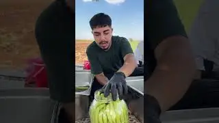 Bugün Hem Biber, Hem De Acur Tarlamızdan Ürünlerimizi Dalından Topladık 🫑 😍