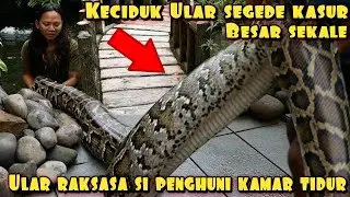 KECIDUK ULAR SEGEDE KASUR NGUMPET DI DALAM KAMAR