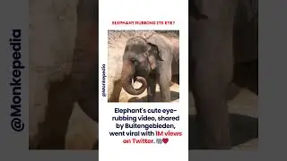 elephant rubbing its eye 🐘😊 | #didyouknow  #facts #shorts #ytshorts #viral #ViralVideo #ElephantLove