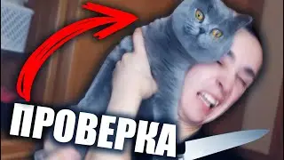 ОНИ ВСЁ ПОНИМАЮТ!!! НЕОБЫЧНЫЙ ЭКСПЕРИМЕНТ НАД КОТОМ