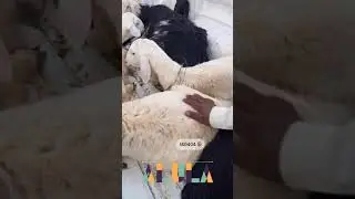حراج العلا للمواشي . الاربعاء 1446/3/16