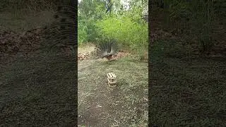 #moor #bts #pali #sumerpur #bts #rajasthantourism #jaipur #asia #peacock #saveanaimal
