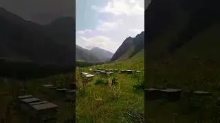 Асалда биё Таджикистан Канаск 2024 Качка мёда. Дар канаск Асалгирида. Асали тоза 101%гарантия