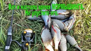 Мормышинг весной . Красноперка