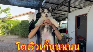 น้องใหม่ไม่อ้วนได้ไงวางถ้วยไหนกินถ้วยนั้นจนได้ยกขึ้น